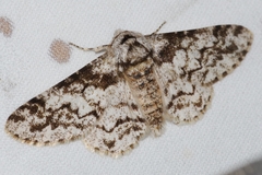 Biston marginata