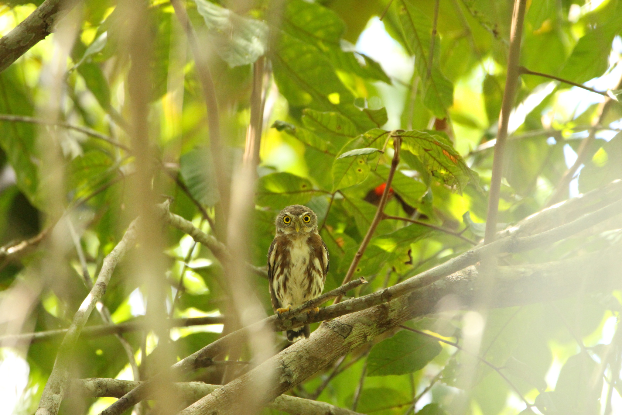 East Brazilian Pygmy Owl (Glaucidium minutissimum), photo 2