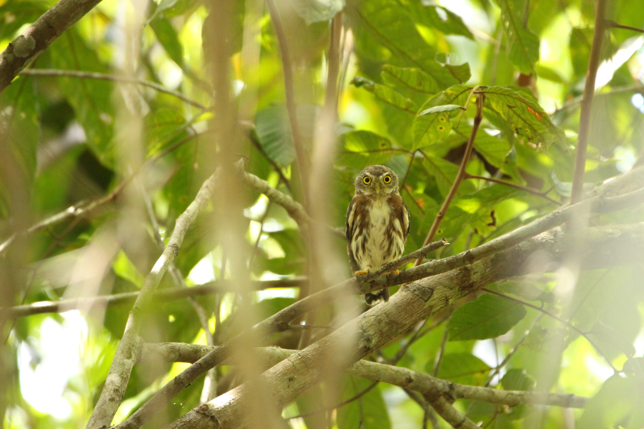 East Brazilian Pygmy Owl (Glaucidium minutissimum), photo 1