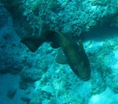 Epinephelus morio