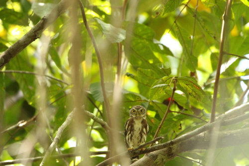 East Brazilian Pygmy Owl (Glaucidium minutissimum), photo 8