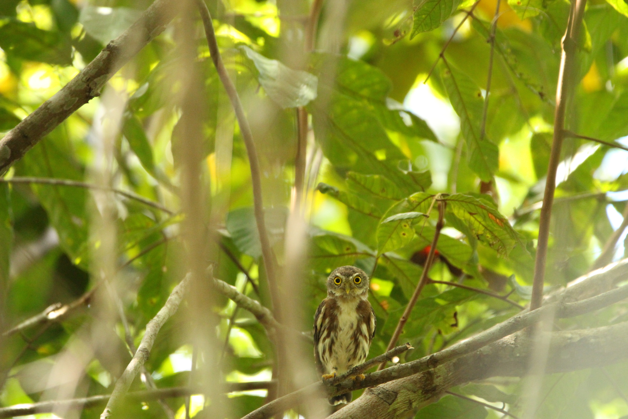 East Brazilian Pygmy Owl (Glaucidium minutissimum), photo 10