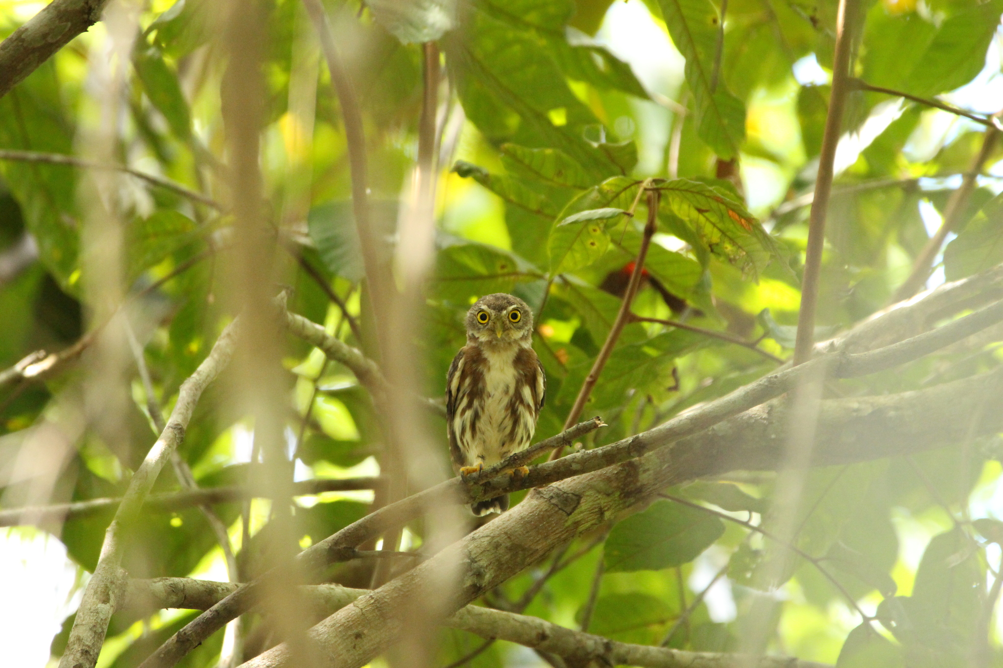 East Brazilian Pygmy Owl (Glaucidium minutissimum), photo 9