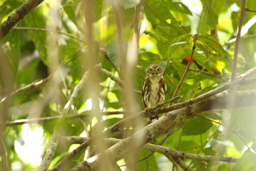 East Brazilian Pygmy Owl (Glaucidium minutissimum), photo 6