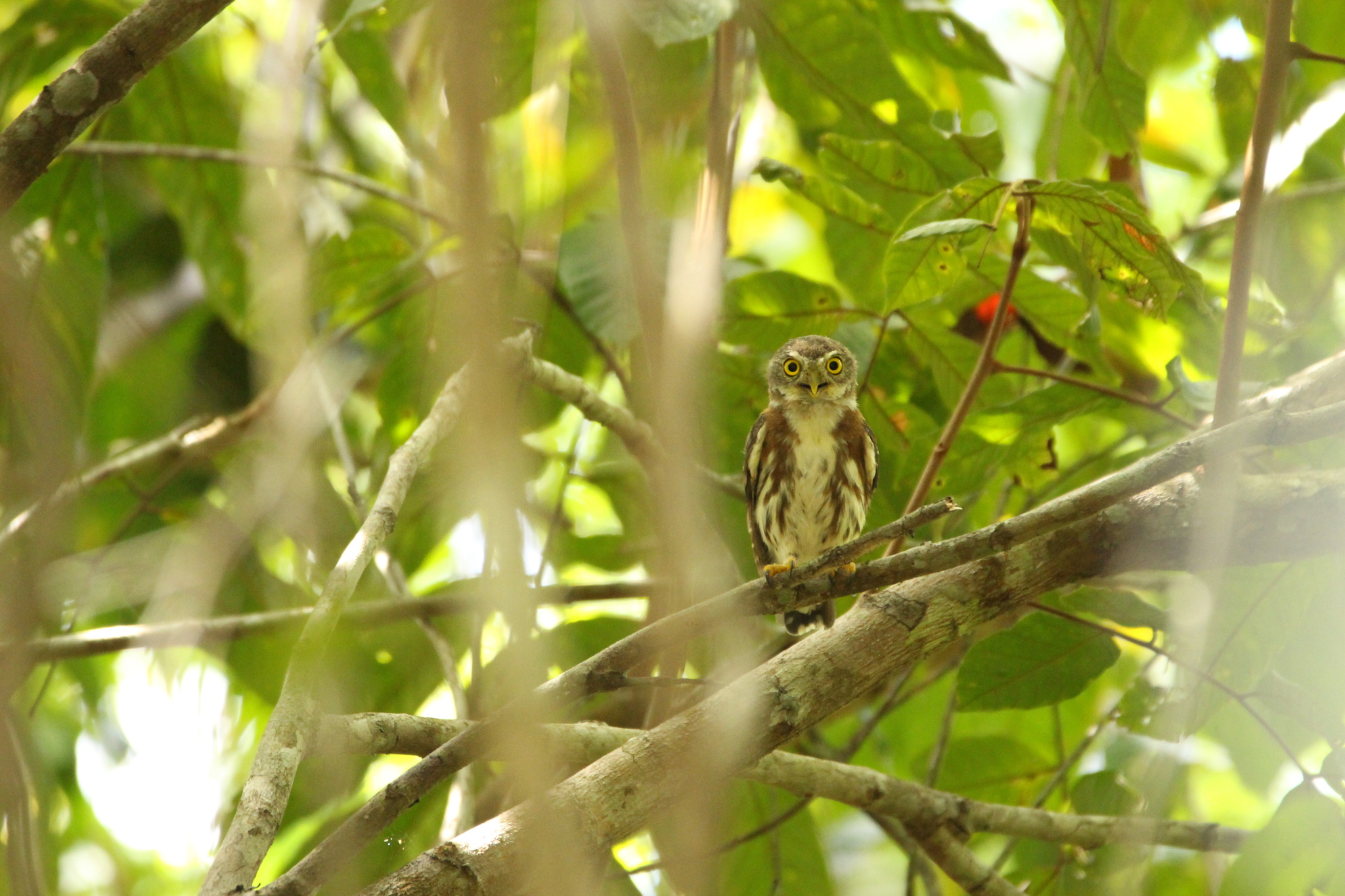 East Brazilian Pygmy Owl (Glaucidium minutissimum), photo 8