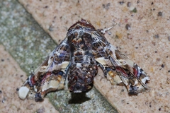 Eutelia adulatricoides