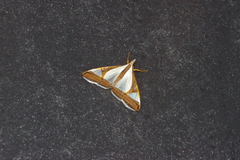 Agrioglypta eurytusalis