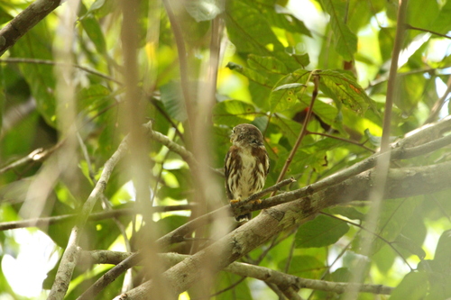 East Brazilian Pygmy Owl (Glaucidium minutissimum), photo 9