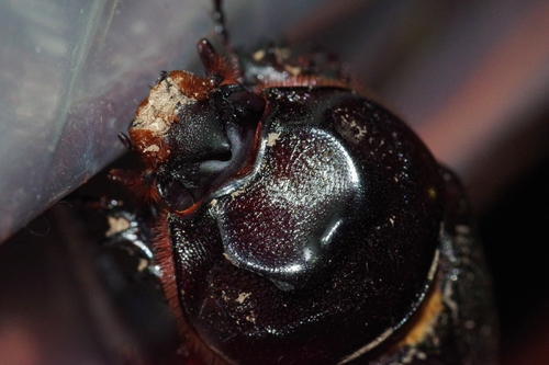 Coconut Rhinoceros Beetle