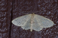 Idaea sakuraii