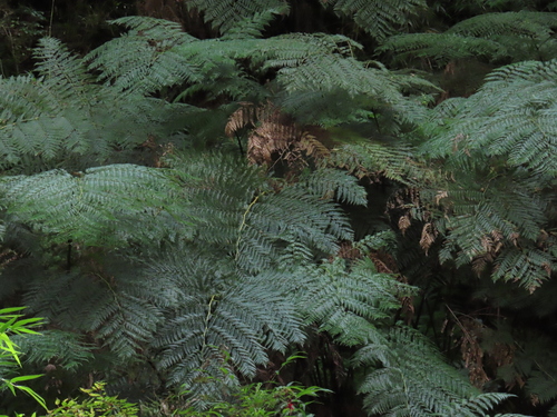 Helecho Marco (delyns Santos Trinidad (Lophosoria quadripinnata)