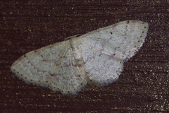 Idaea sakuraii