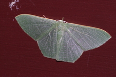 Thalassodes intaminata