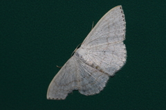 Scopula coniaria