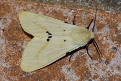 Spilarctia seriatopunctata