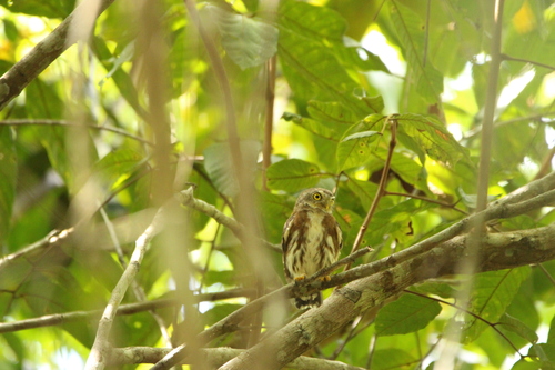 East Brazilian Pygmy Owl (Glaucidium minutissimum), photo 10