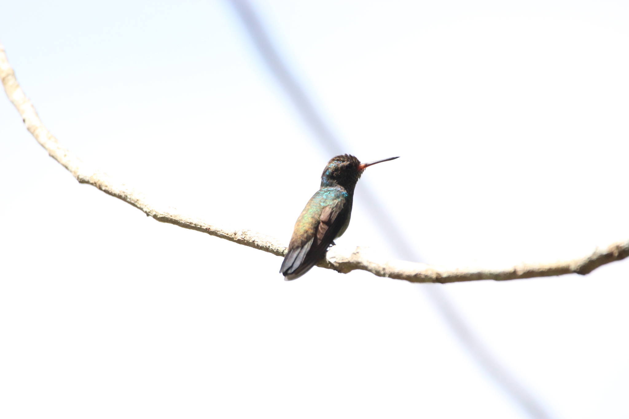 White-chinned Sapphire (Chlorestes cyanus), photo 2