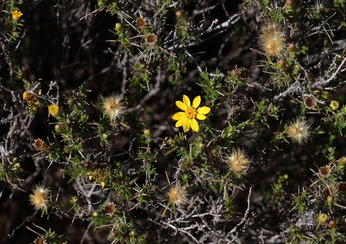 Thymophylla acerosa, photograph 3
