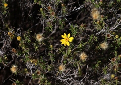 Thymophylla acerosa, photograph (c) Gail A Baker, some rights reserved (CC BY)