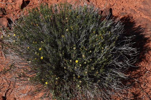 Thymophylla acerosa, photograph 4