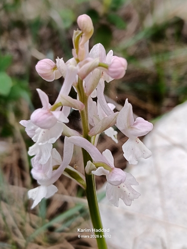 Provence Orchid (Orchis laeta)