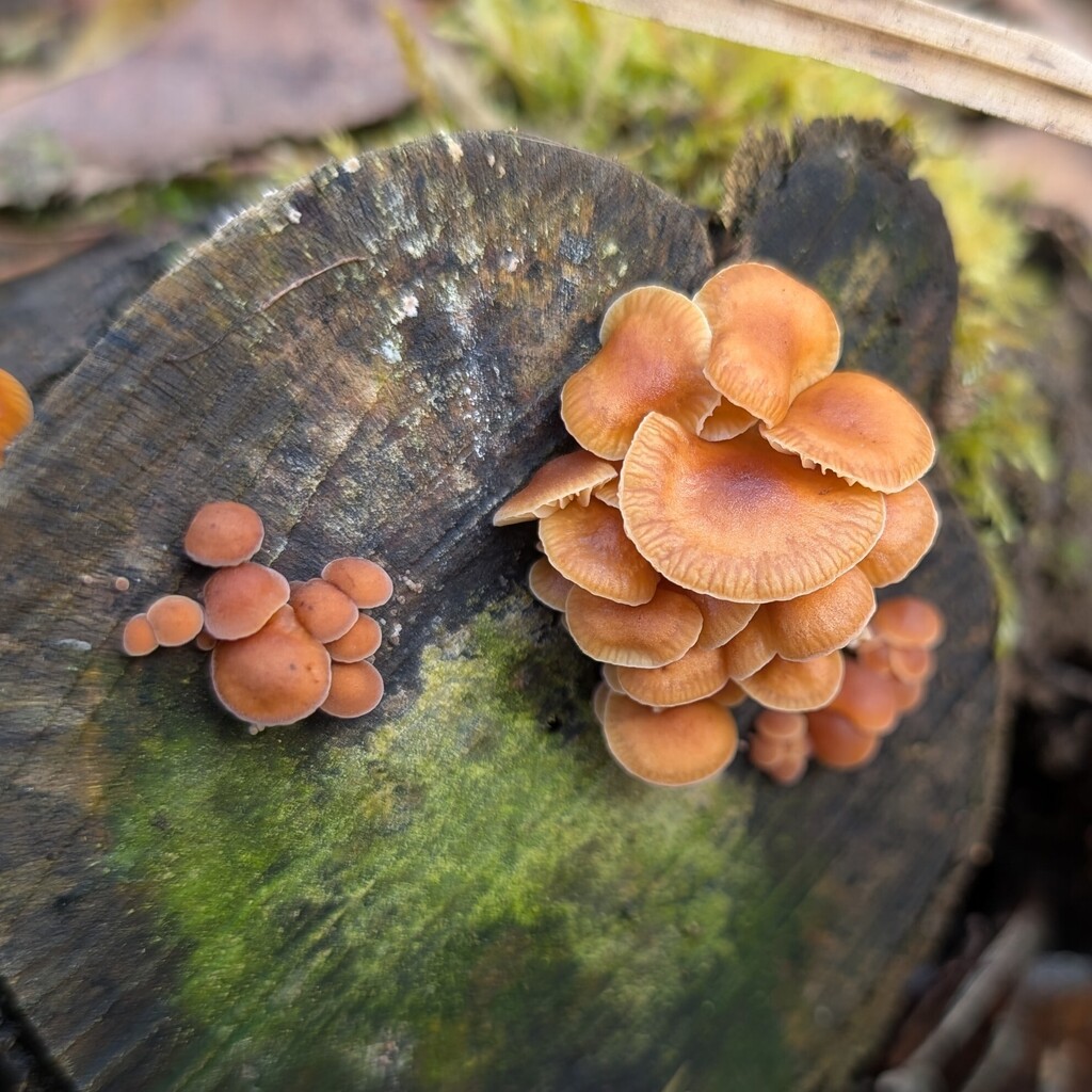 Flammulina · February 2026 · photo: © nbasargin (iNaturalist, cc-by)