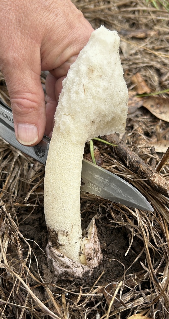 Phallus ravenelii · March 2026 · photo: © northcut1 (iNaturalist, cc-by)