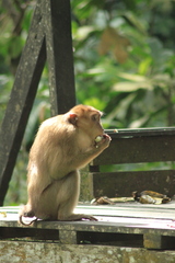 Macaca fascicularis