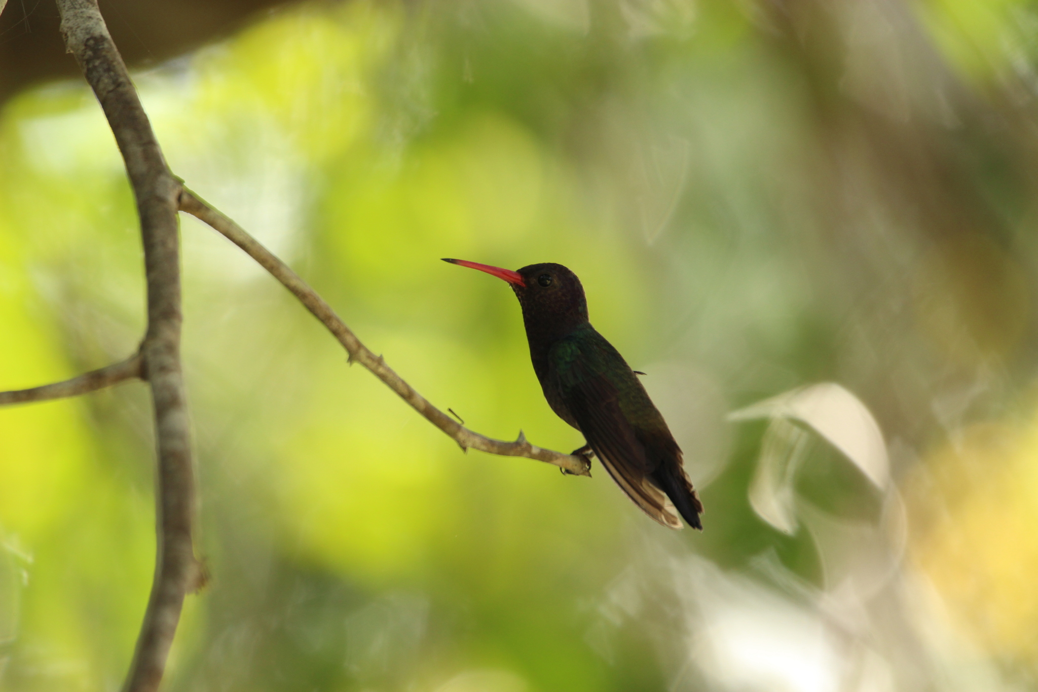 White-chinned Sapphire (Chlorestes cyanus), photo 3