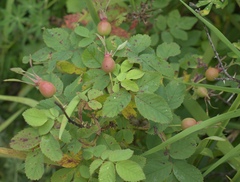 Rosa acicularis acicularis