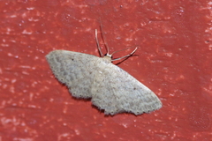 Idaea neovalida