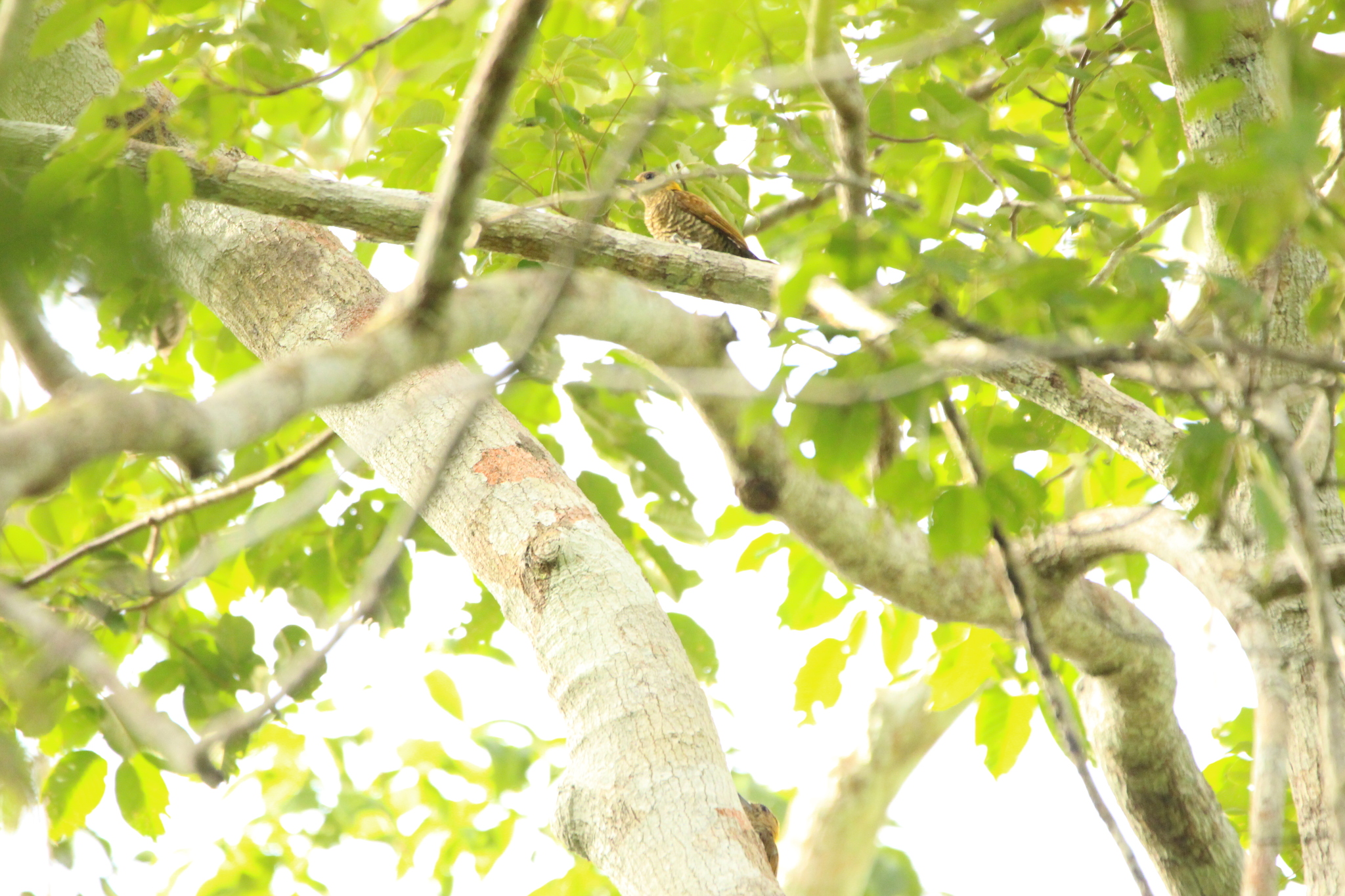 Red-stained Woodpecker (Veniliornis affinis), photo 3