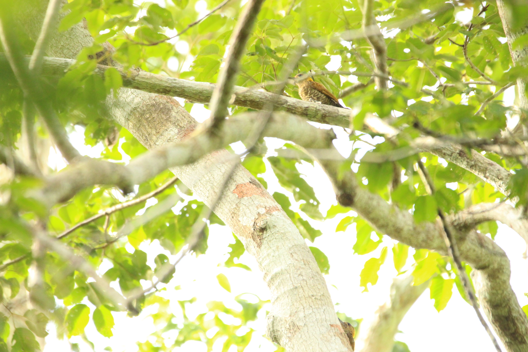 Red-stained Woodpecker (Veniliornis affinis), photo 4