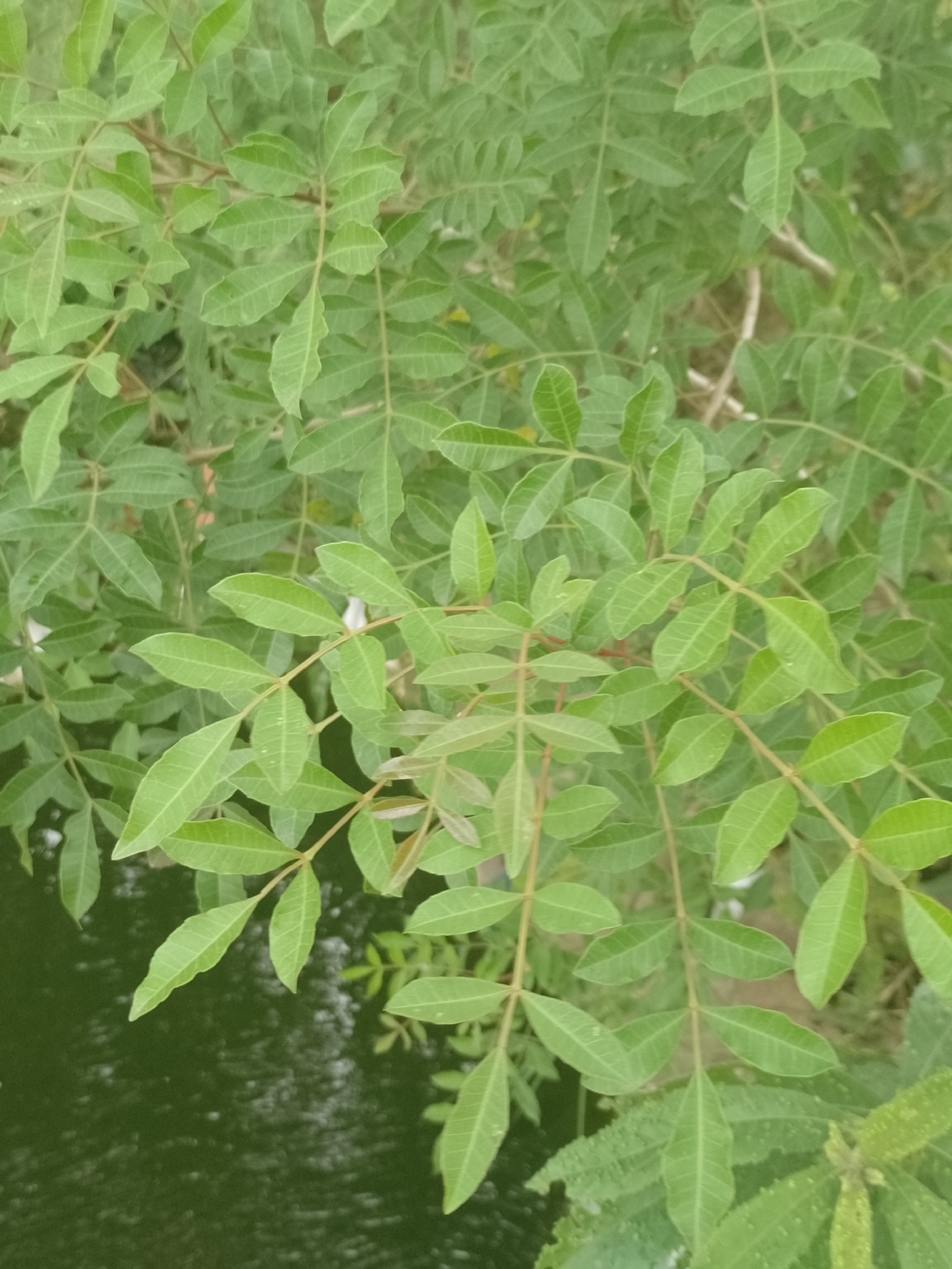 Schinus terebinthifolia