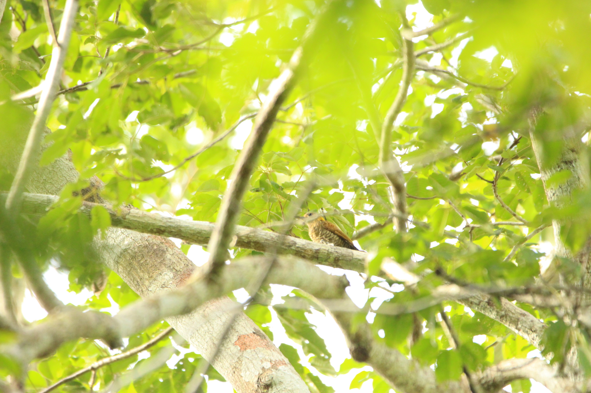 Red-stained Woodpecker (Veniliornis affinis), photo 2
