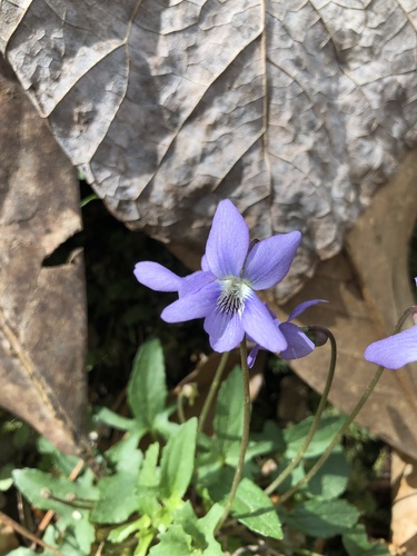 salad violet (Viola edulis)