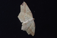 Pareclipsis gracilis