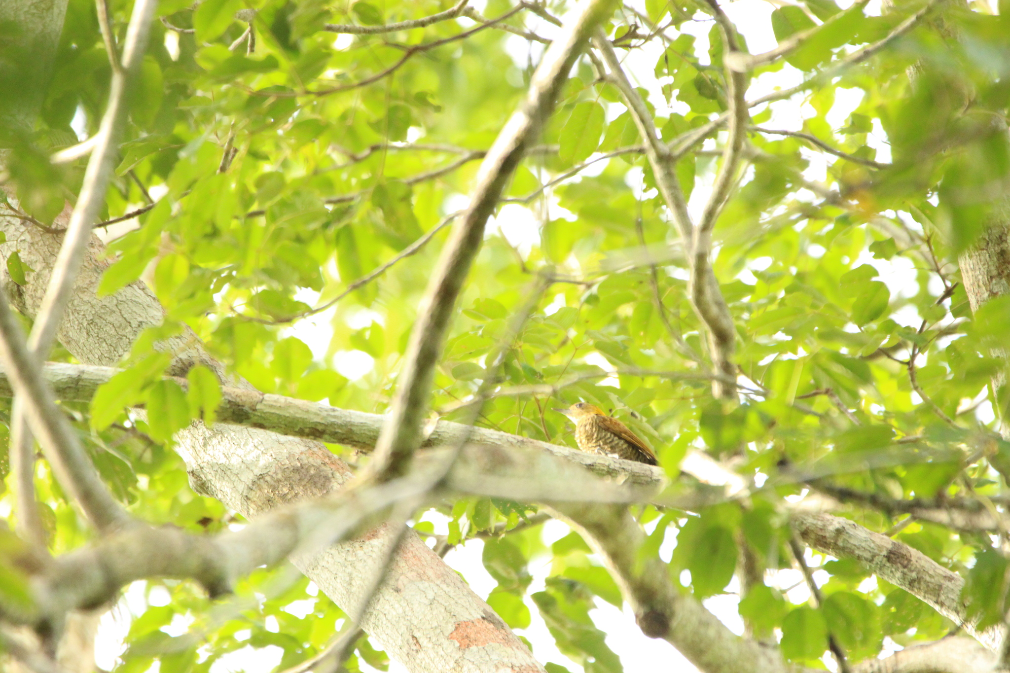 Red-stained Woodpecker (Veniliornis affinis), photo 7