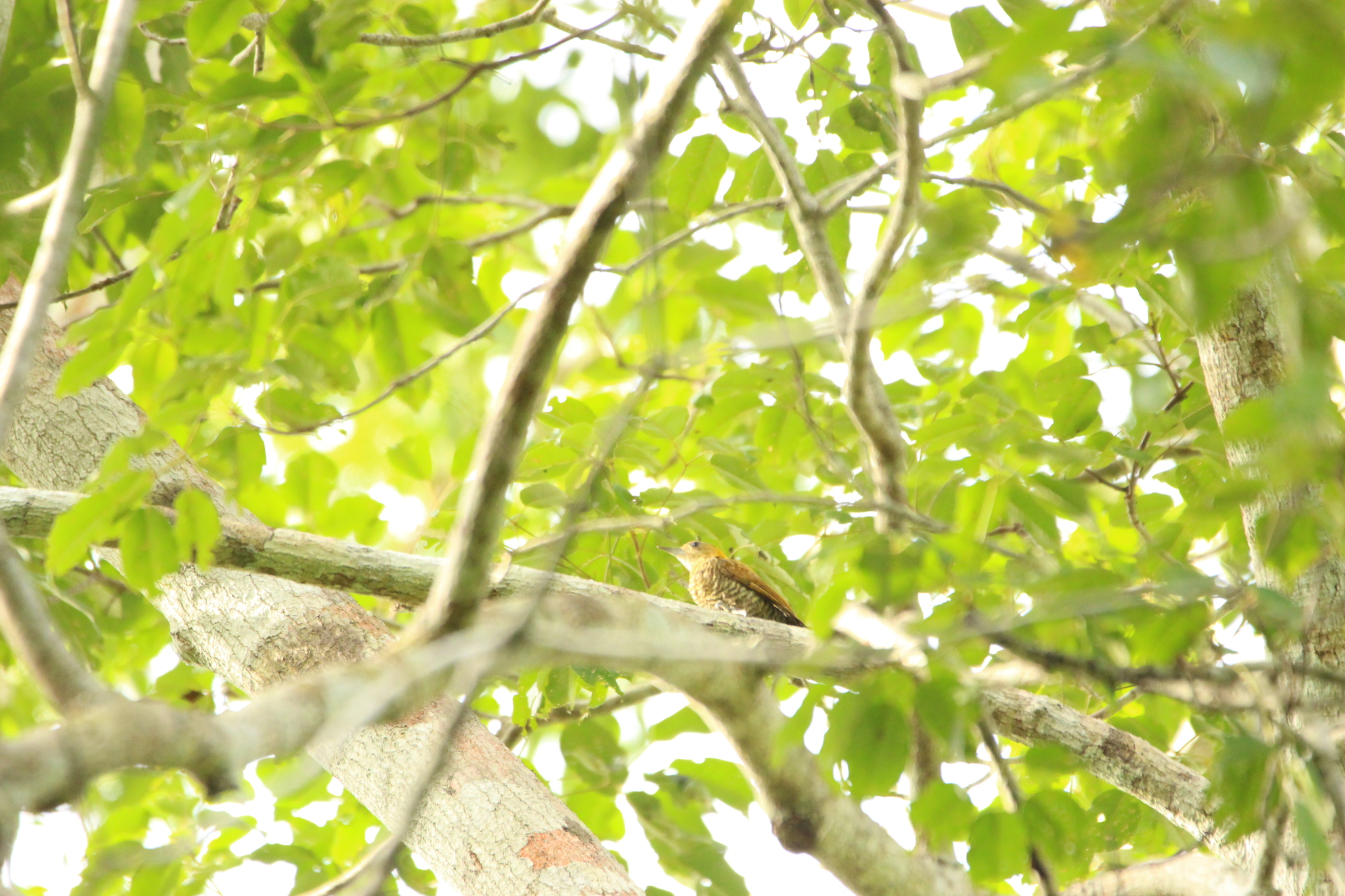 Red-stained Woodpecker (Veniliornis affinis), photo 6