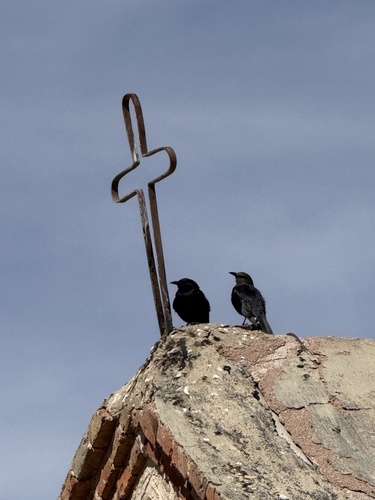 Tristram's Starling (Onychognathus tristramii), photo 7
