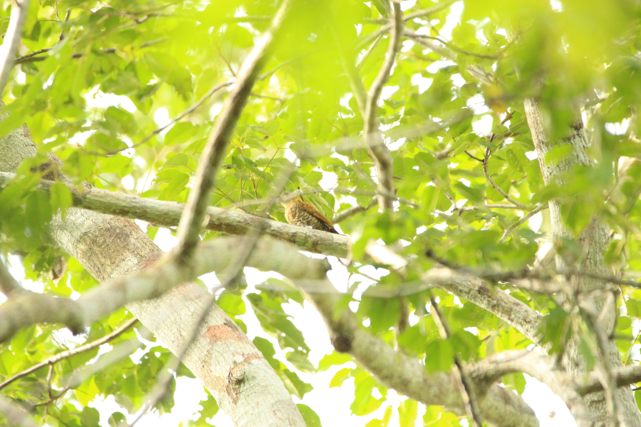 Red-stained Woodpecker (Veniliornis affinis), photo 5