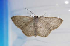 Scopula plumbearia