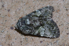 Aedia leucomelas