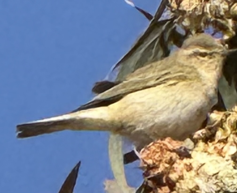 Scandinavian Chiffchaff