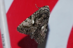 Aedia leucomelas