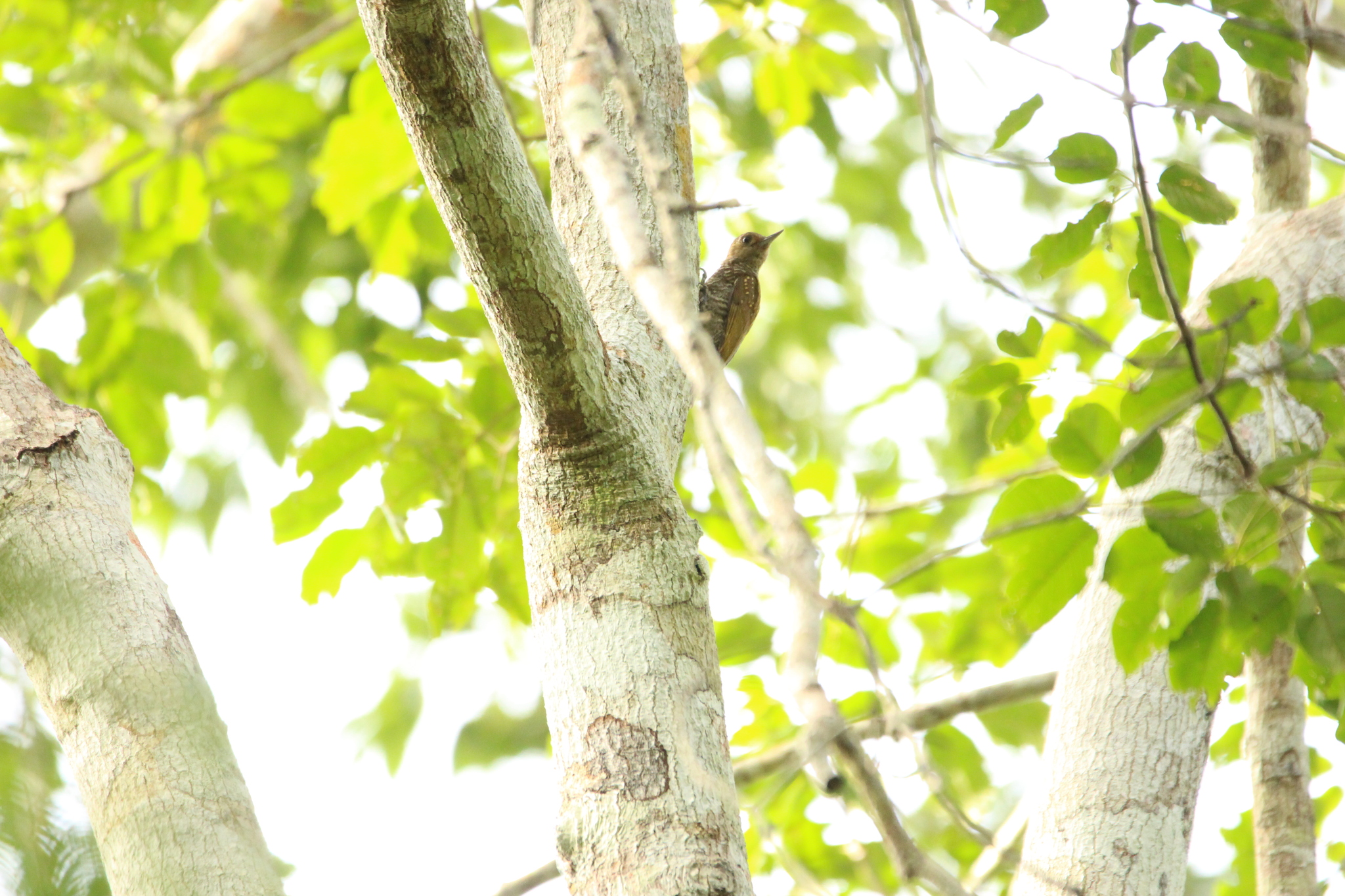 Red-stained Woodpecker (Veniliornis affinis), photo 9