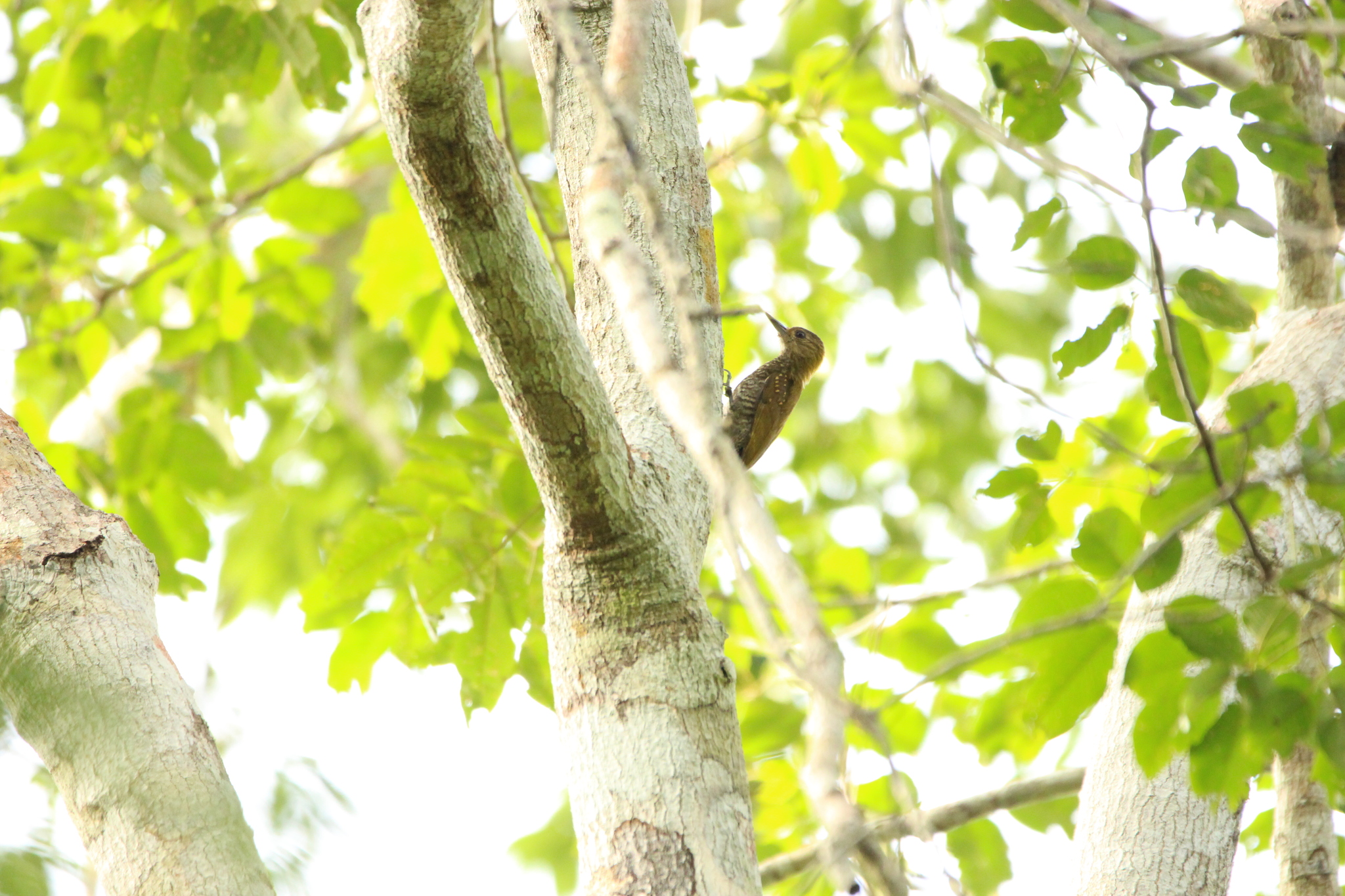 Red-stained Woodpecker (Veniliornis affinis), photo 10