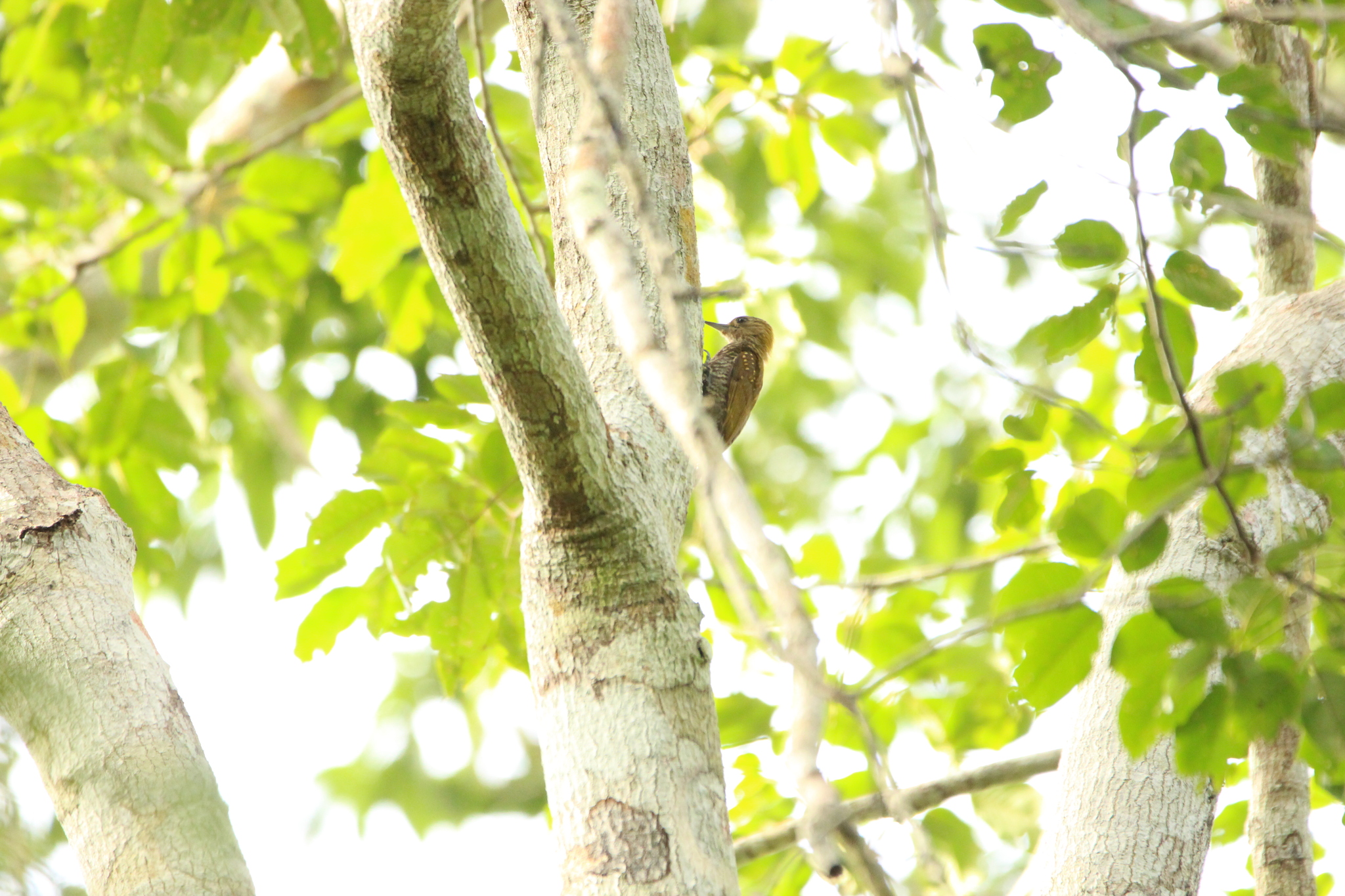 Red-stained Woodpecker (Veniliornis affinis), photo 8