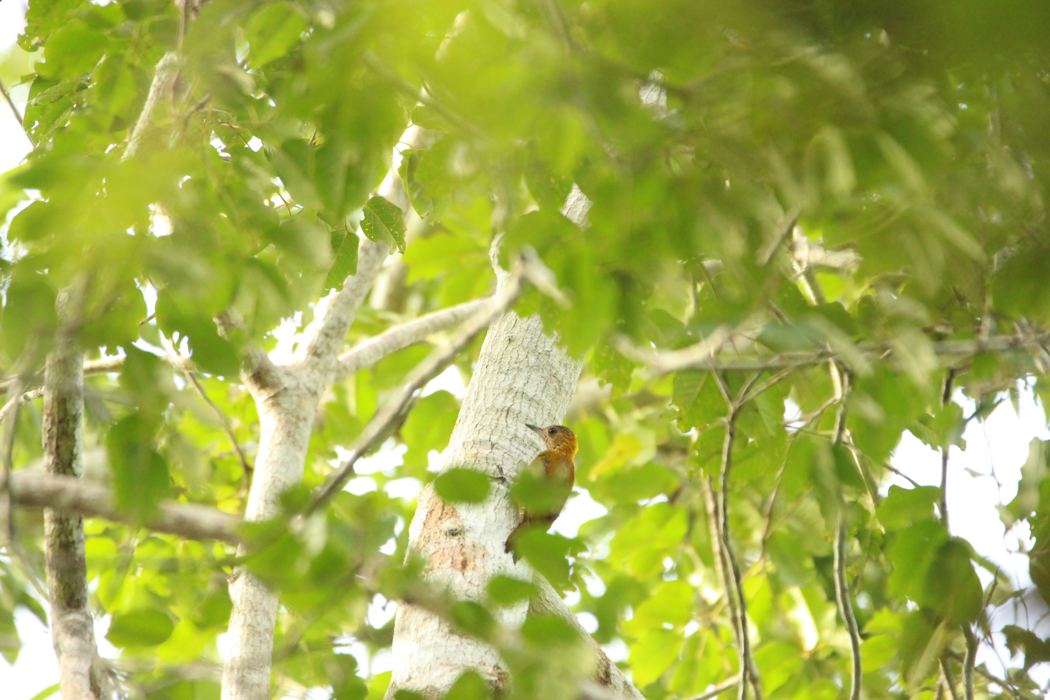 Red-stained Woodpecker (Veniliornis affinis), photo 1