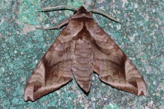 Acosmeryx naga